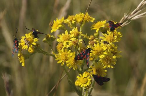 Zygaena transalpina